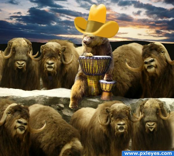 Bongo and the Buffalo Guys